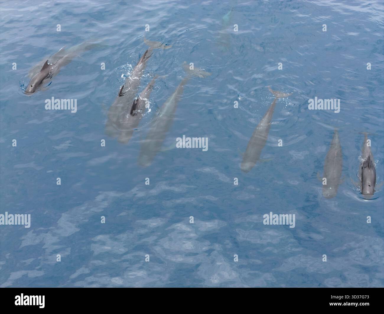 Un piccolo branco di balene pilota a pinna corta, Globicephala macrorhynchus, nuota nel Mare di banda, Indonesia. Questi cetacei possono vivere oltre 40 anni. Foto Stock