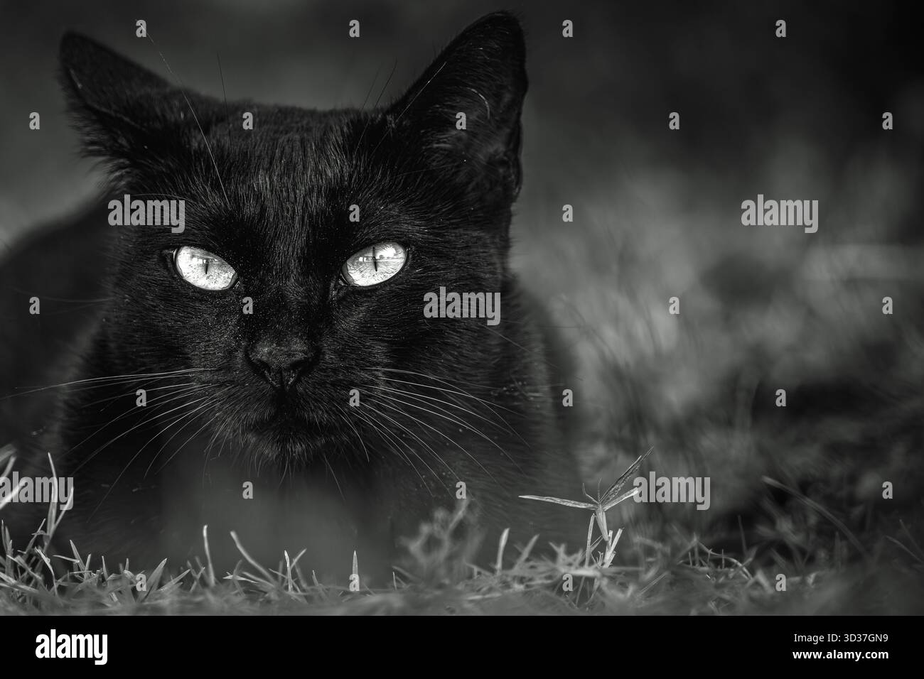 Lo sguardo intenso di un gatto nero steso su erba in bianco e nero Foto Stock