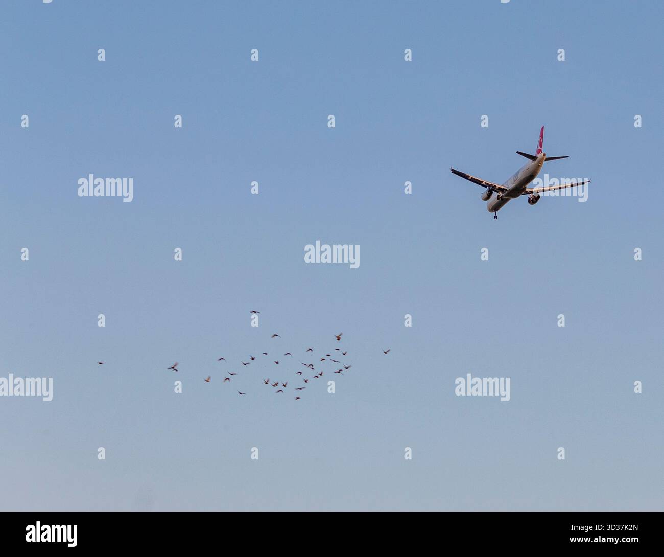 Aereo Pegasus Airlines in volo: Immagine dinamica dell'aviazione con marchio visibile e sfondo cielo. Foto Stock