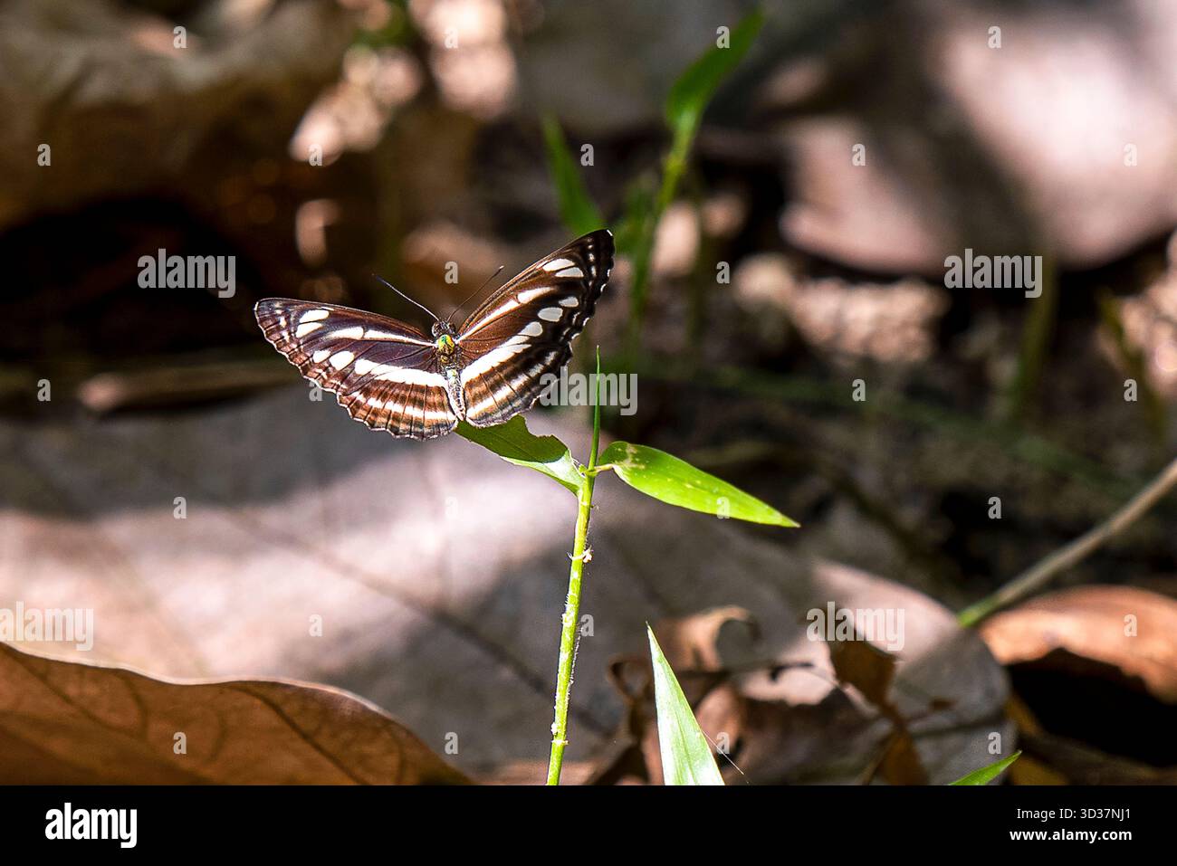 Farfalla appollaiata su uno stelo verde in Forest Floor Light e Leafy Shade Foto Stock