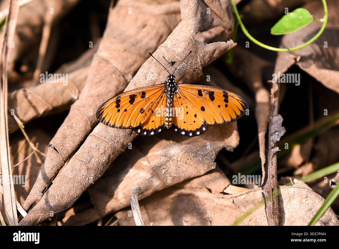 Farfalla arancione vivace che riposa su foglie asciutte sul pavimento della foresta in luce naturale Foto Stock