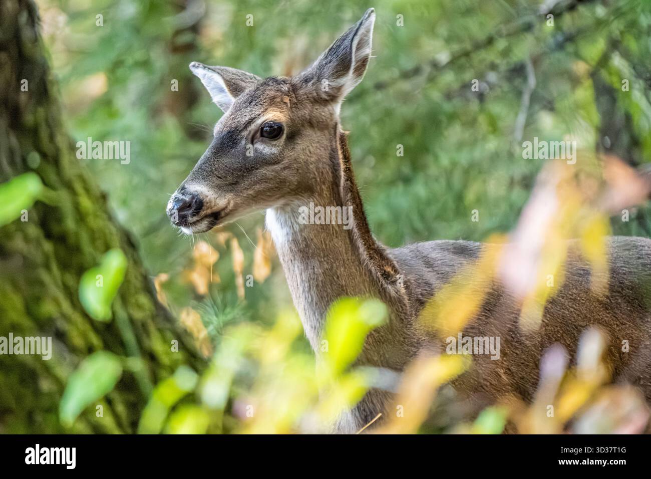Cervo dalla coda bianca (Odocoileus virginianus) tra il fogliame autunnale di Cades Cove nel Great Smoky Mountains National Park vicino a Townsend, Tennessee. (USA) Foto Stock