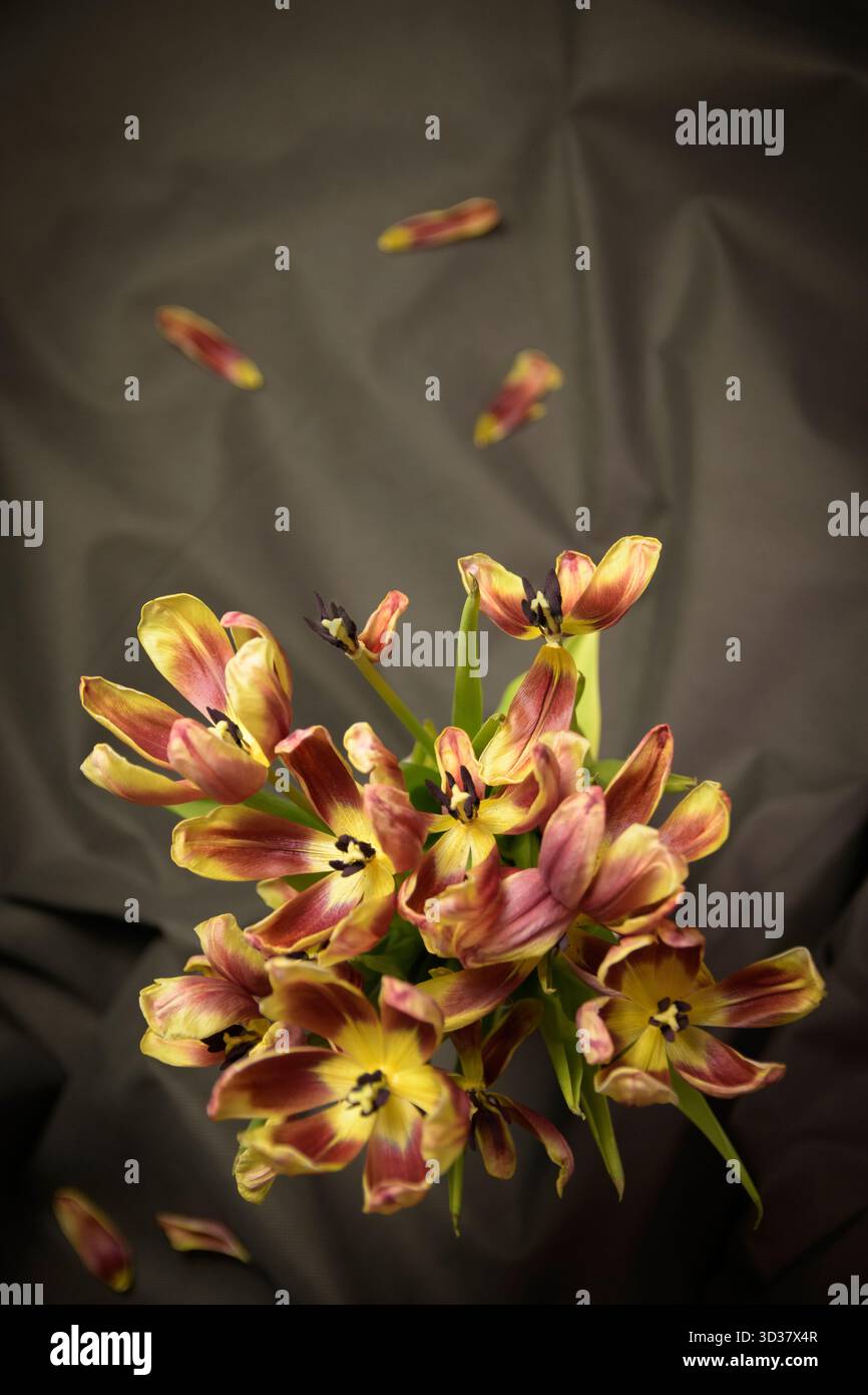 Ambientazione verticale drammatica, uno sfondo scuro è caratterizzato da fiori di tulipani selvaggi Foto Stock