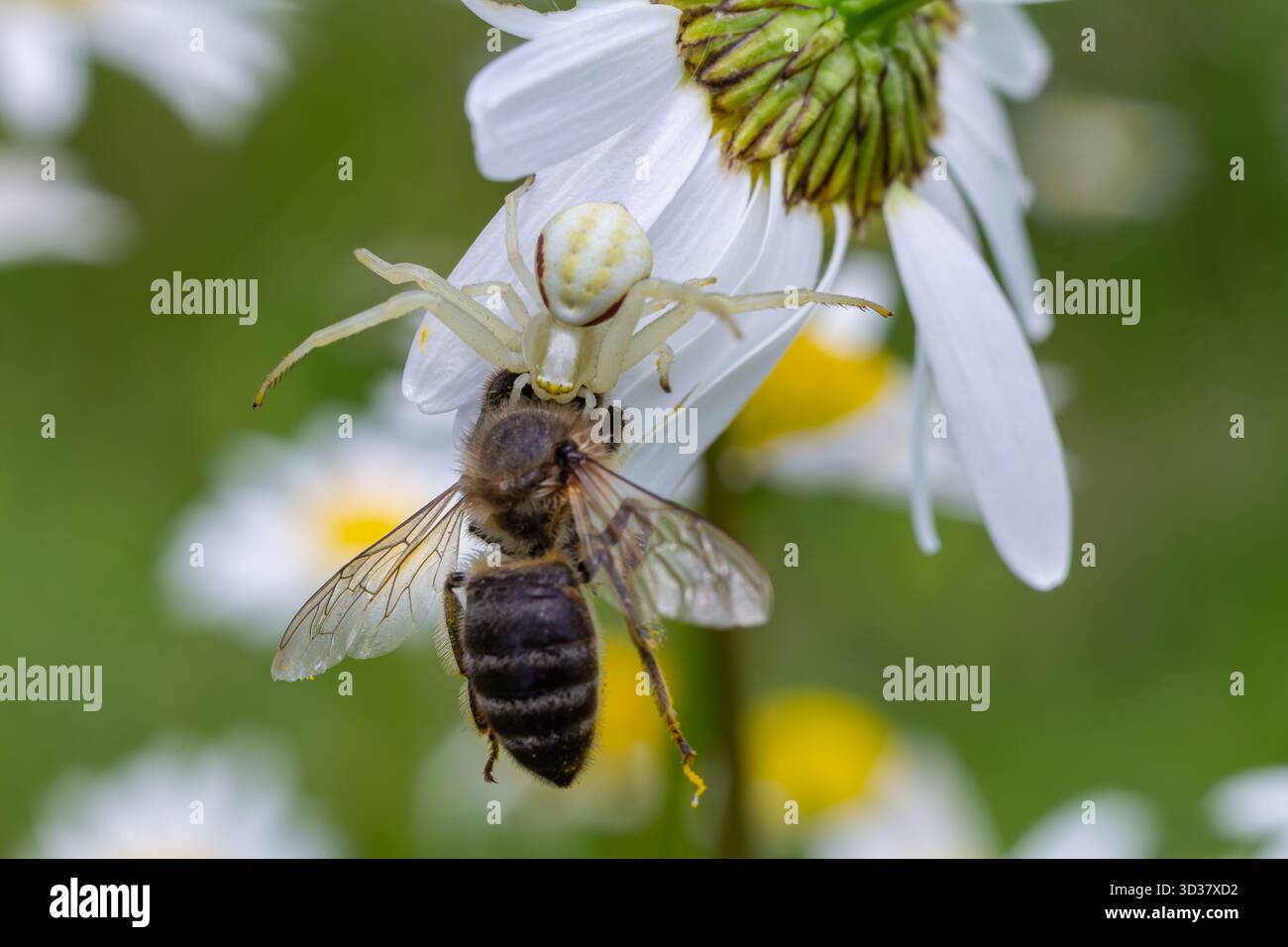 Il ragno di granchio Misumena vatia è visto catturare un'ape su un prato di fiori a margherita pieno di vegetazione e fiori colorati giorno di sole chiaro. Foto Stock