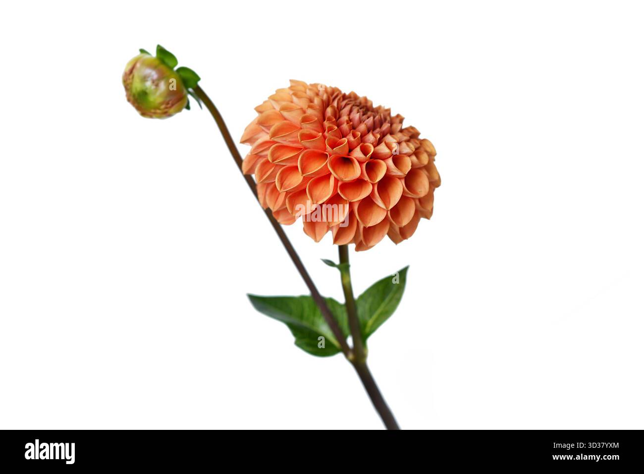 Fiore di palla Dahlia color pesca in piena fioritura su sfondo bianco Foto Stock