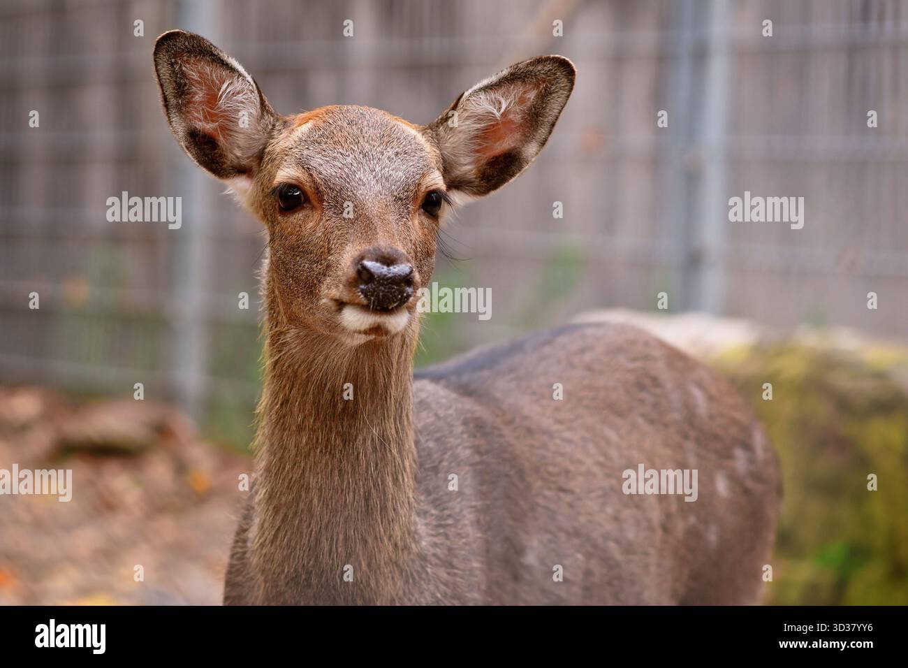 Ritratto della giovane Cervus nippon Shika Foto Stock