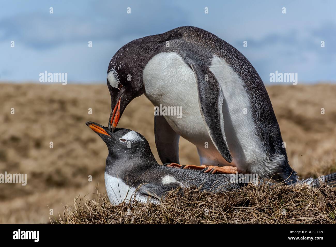 Un paio di pinguini gentoo si preparano ad accostarsi vicino alla vecchia stazione baleniera, Georgia del Sud, Atlantico del Sud Foto Stock