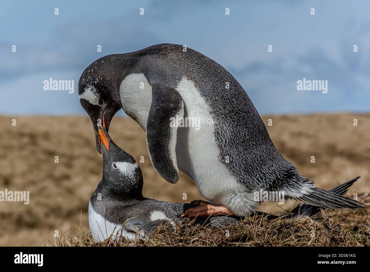 Un paio di pinguini gentoo si preparano ad accostarsi vicino alla vecchia stazione baleniera, Georgia del Sud, Atlantico del Sud Foto Stock