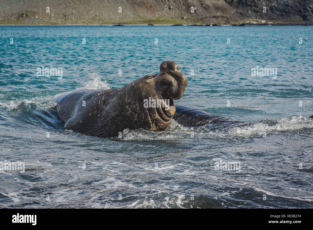 La "faccia divertente" della foca elefante ha un carattere tutto suo. Questo sta infilando e ruggendo la sua frustrazione nella baia nel sud della O.. Foto Stock