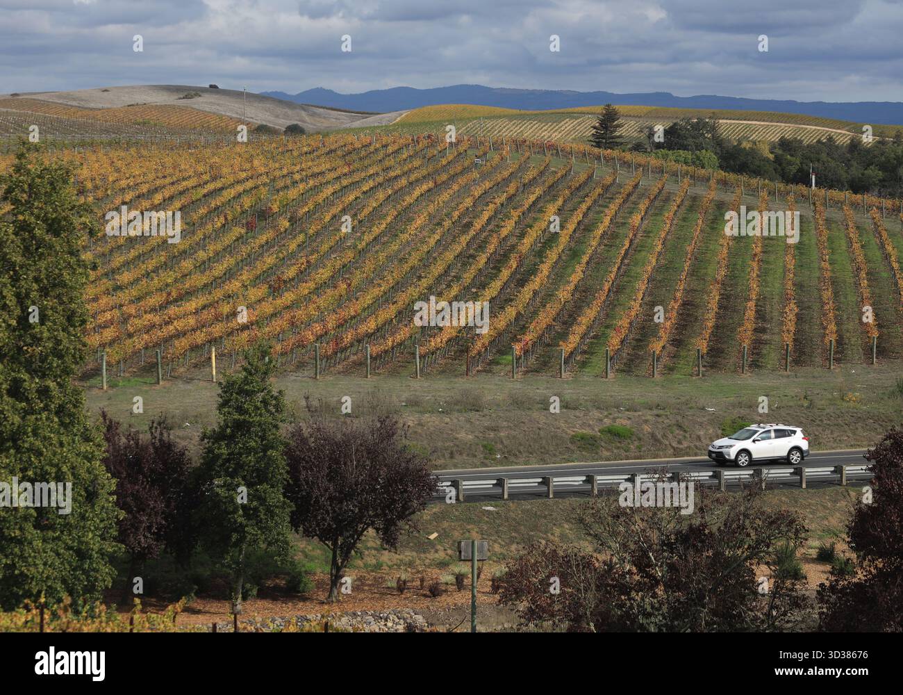 Napa Valley, Stati Uniti. 4 novembre 2025. Un'auto corre su una strada vicino a un vigneto a Napa Valley, California, Stati Uniti, 4 novembre 2025. Crediti: Liu Yilin/Xinhua/Alamy Live News Foto Stock