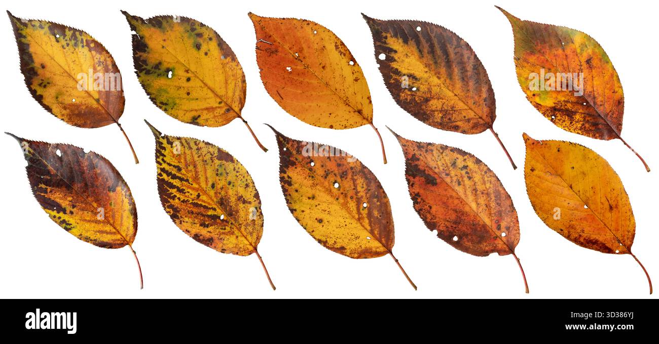 Foglie autunnali di ciliegia colorate isolate su bianco. Giallo e arancione con macchie marroni e fori Fall foliage Set. Foglie asciutte con margini seghettati. Foto Stock