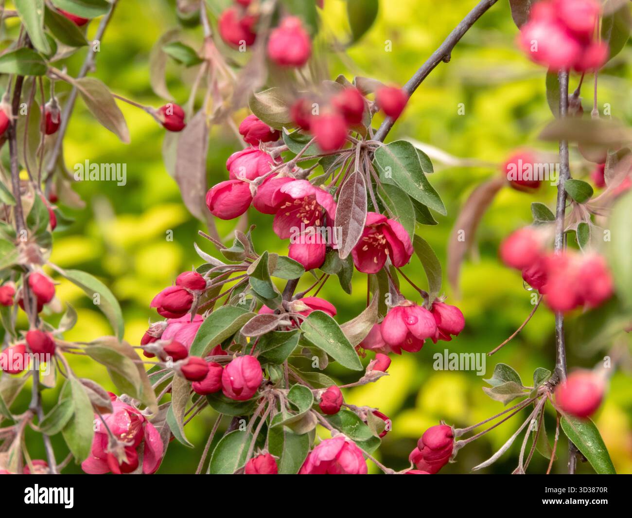 Fiori di crabmele rosa in fiore primo piano. Fioritura ornamentale degli alberi. Bellezza del rinnovamento stagionale. Perfetto per sfondi floreali, design a tema giardino, Foto Stock