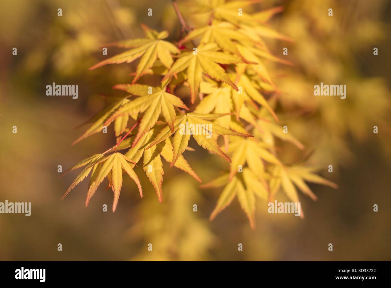Ramo d'acero giapponese o palmatum Acer con foglie autunnali gialle, catturato con profondità di campo bassa Foto Stock