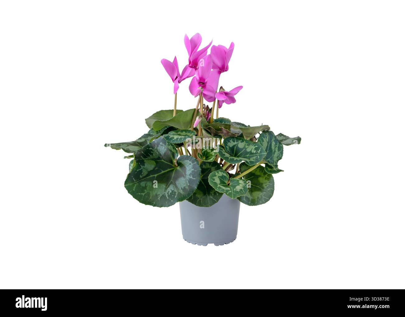 Fiori ciclamini rosa vibranti con foglie verdi decorative in un semplice vaso, isolato su sfondo bianco. Ideale per design floreale, contenuto di giardinaggio, Foto Stock