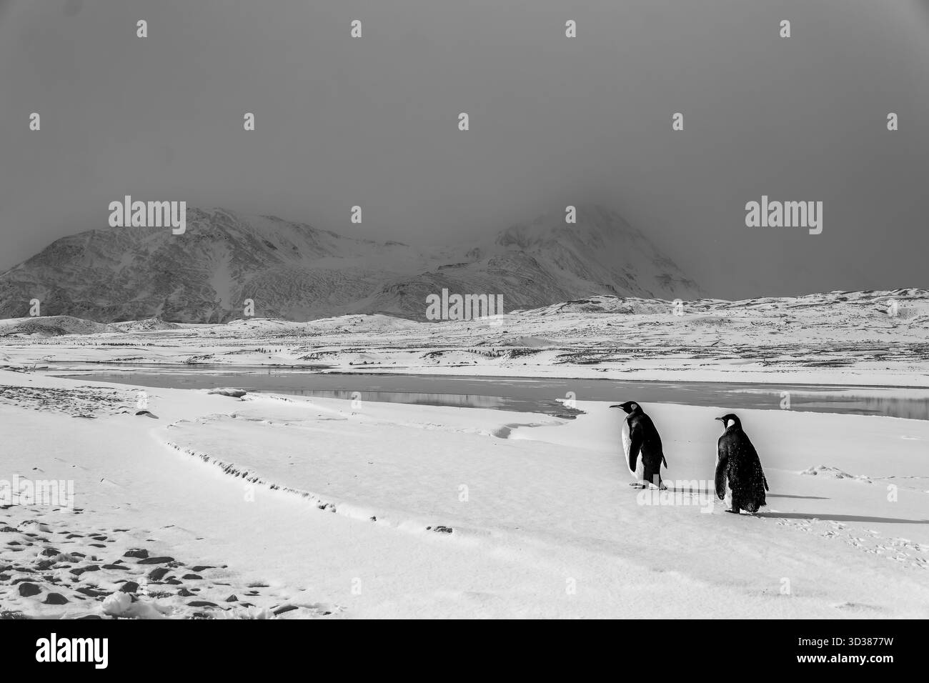 Una coppia di pinguini re che trascinano i piedi lungo un grande campo innevato verso le lontane montagne delle isole della Georgia del Sud. Foto Stock