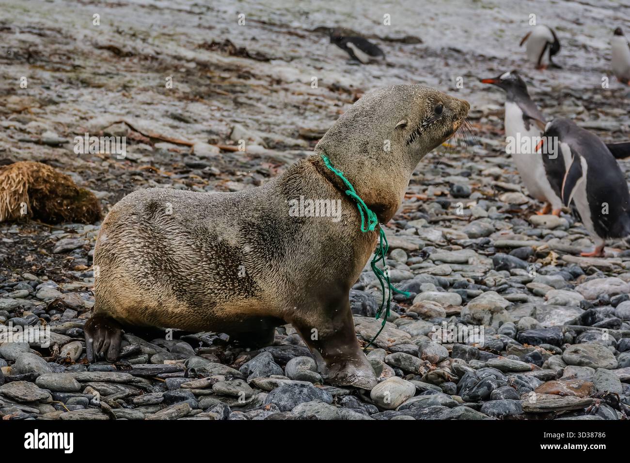 Isola della Georgia del Sud, territorio britannico d'oltremare della Georgia del Sud e Isole Sandwich meridionali, regione antartica Foto Stock