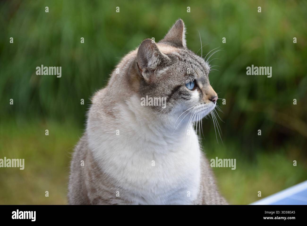 Bellissimo ritratto di gatto dagli occhi blu animale domestico felino amico aspetto animale domestico Foto Stock