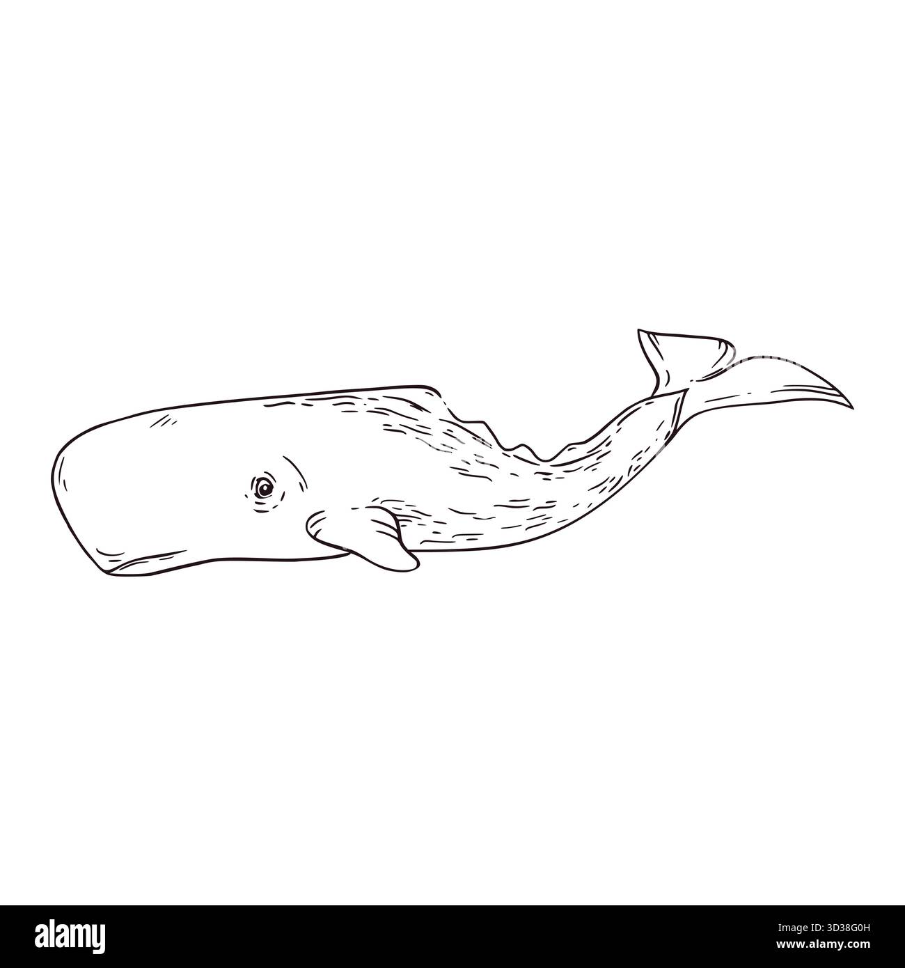 Capodoglio, una balena che abita il mare e l'oceano, disegnata a mano con inchiostro e tradotta in vettore. L'illustrazione è perfetta per la stampa su carta Illustrazione Vettoriale