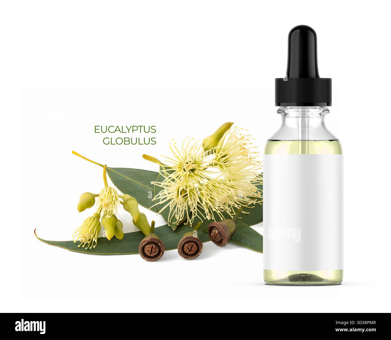 Goccioline, flacone di siero o olio di eucalipto globulus con ramoscelli di origano in fiore su sfondo bianco isolato Foto Stock