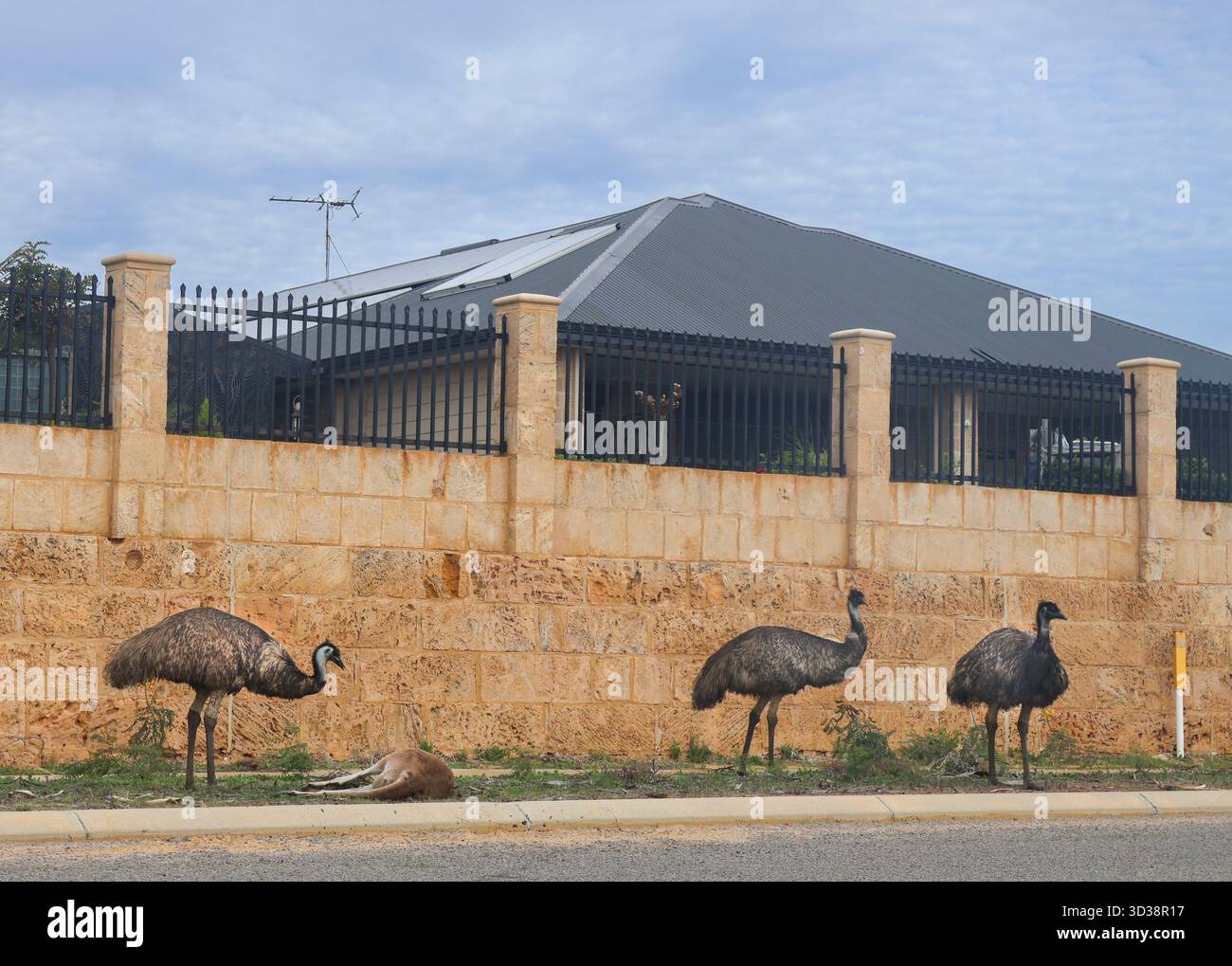 Tre emù e un canguro morto vagano lungo una strada in un quartiere periferico australiano. La scena evidenzia la coesistenza della fauna selvatica nativa A. Foto Stock