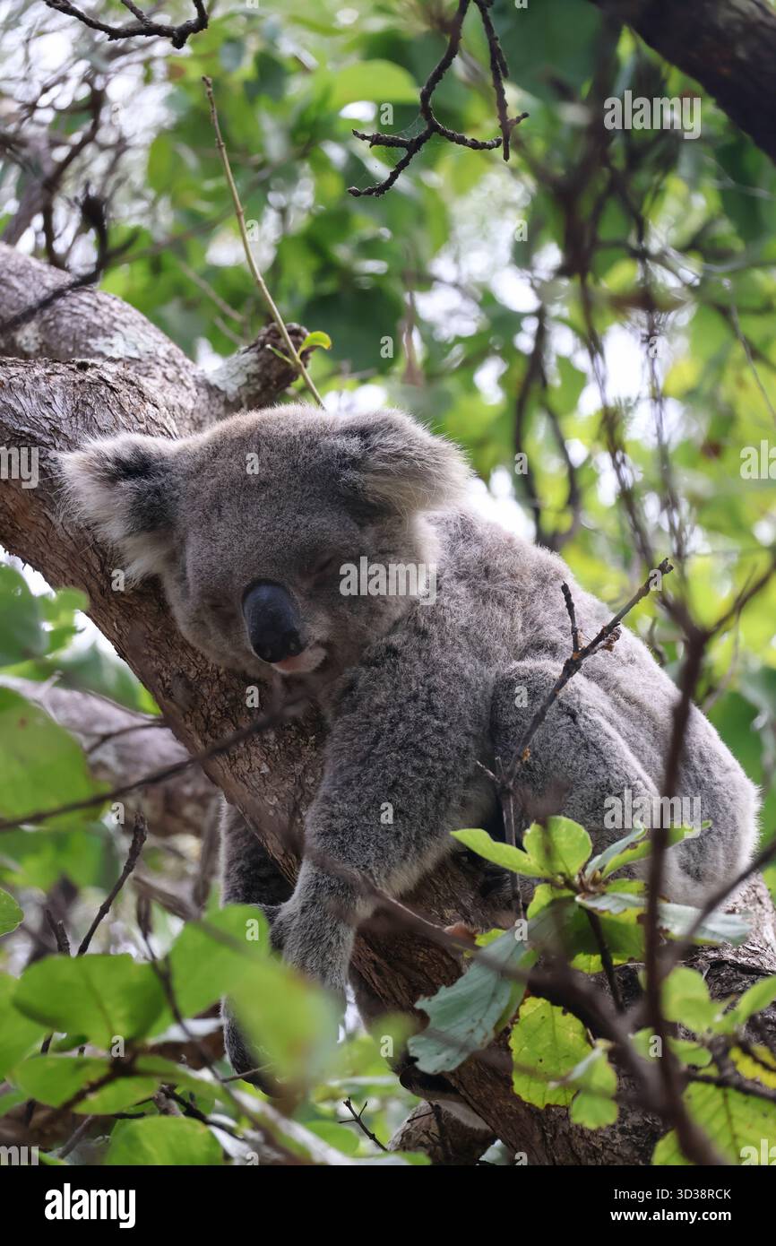 Un tranquillo koala (Phascolarctos cinereus) che dorme su un ramo d'albero, circondato da lussureggianti foglie verdi. Foto Stock