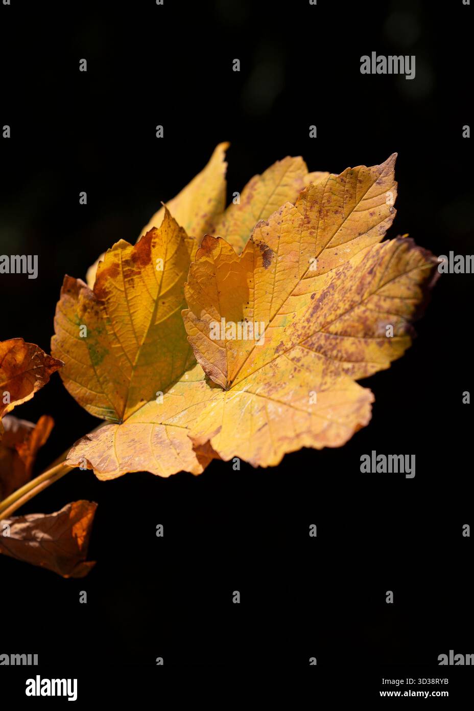 Foglie autunnali isolate si distinguono da uno sfondo quasi nero. Foto Stock