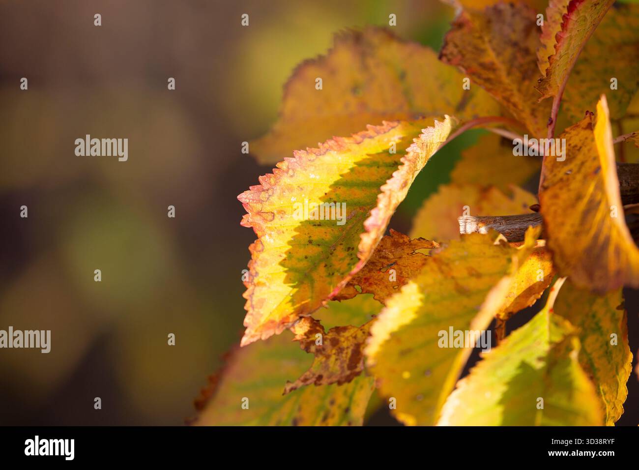 Foglie d'autunno dorate isolate sotto il sole. Foto Stock