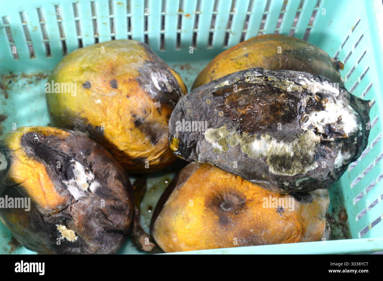 Mucchio di frutta di mango marcire a causa di una malattia fungina, probabilmente antracnosi o muffa in polvere, antracnosio è una malattia fungina comune che colpisce il mango Foto Stock