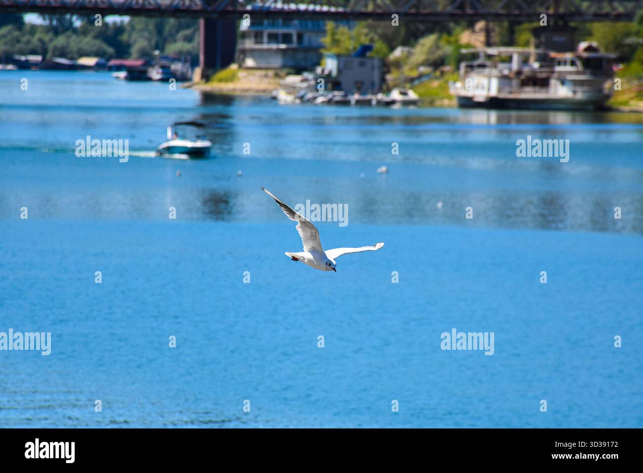 Un gabbiano bianco con ampie ali scivola sul fiume, mentre una piccola barca passa sotto un ponte ad arco alla luce del sole. Foto Stock