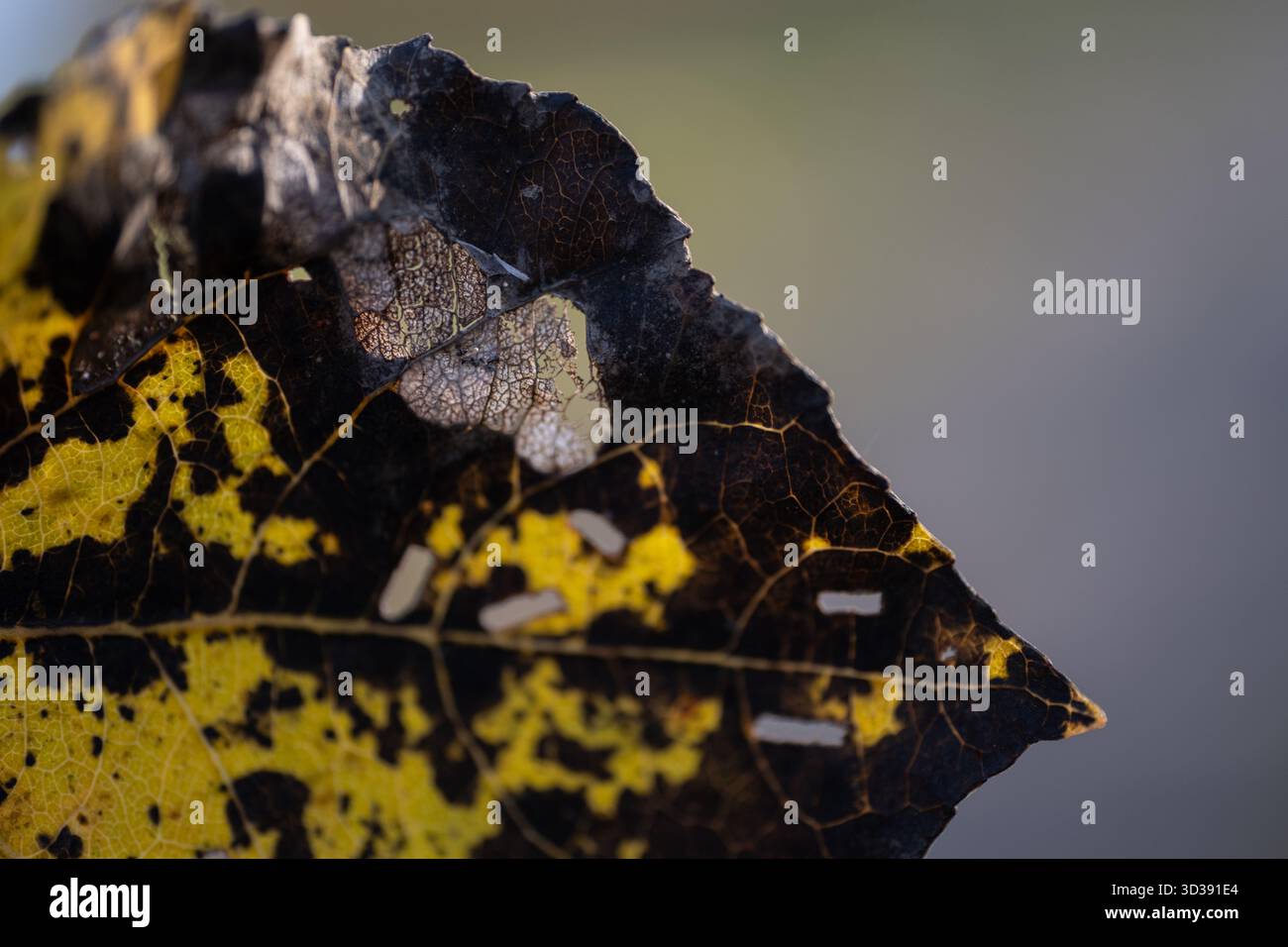Foto macro di una foglia autunnale malata che mostra macchie fungine, aree necrotiche e decadimento strutturale. La texture dettagliata evidenzia la patologia vegetale e l'ambiente Foto Stock