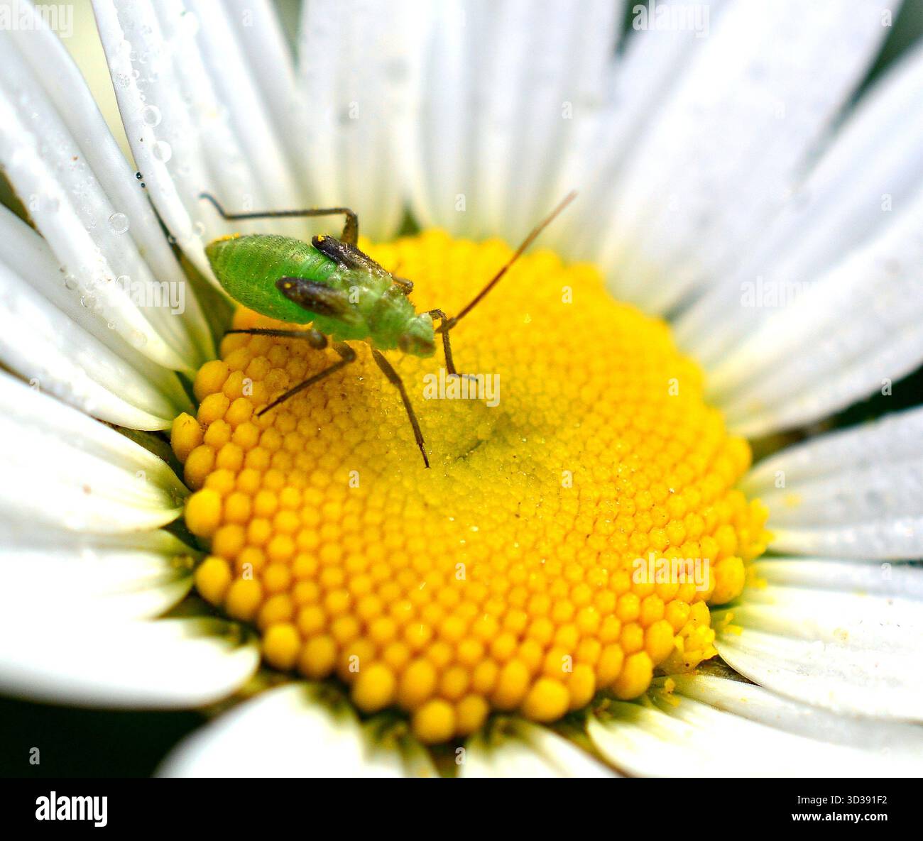 Boccola verde Cricket Foto Stock