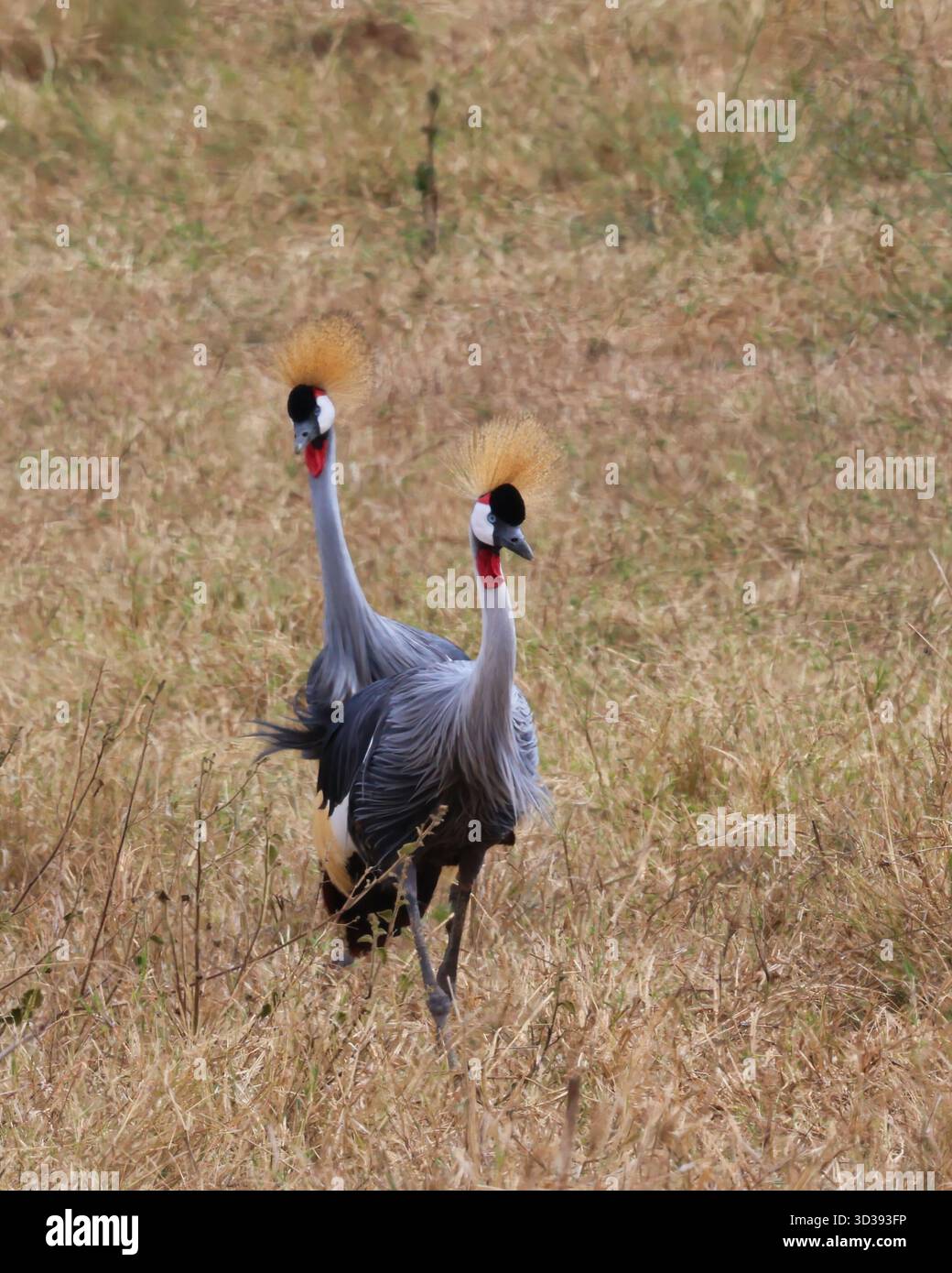 Serengeti Gru coronate grigie (Balearica regulorum), note anche come Gru creste. Foto Stock