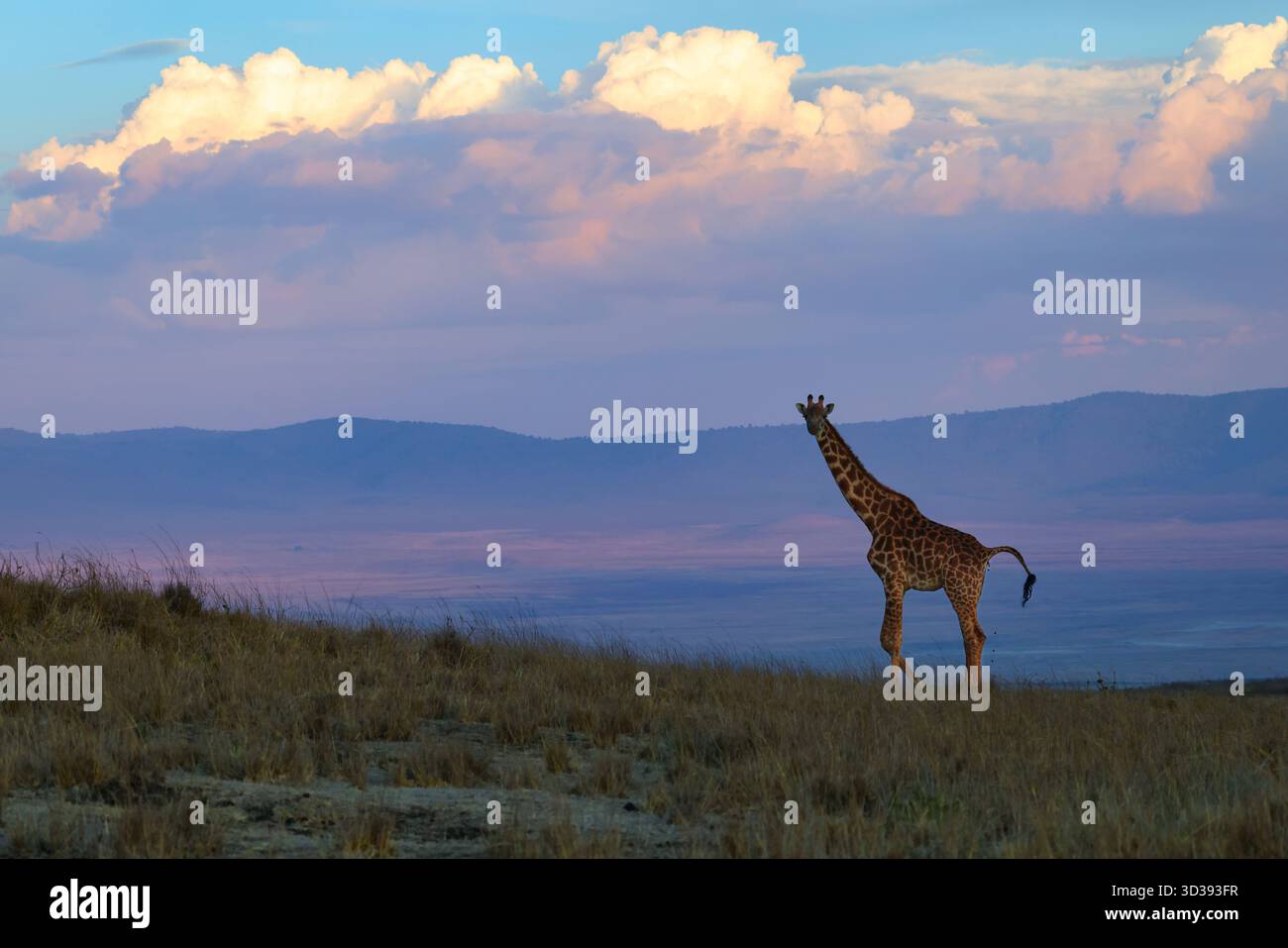 Giraffa sul bordo della caldera di Ngorongoro. Foto Stock
