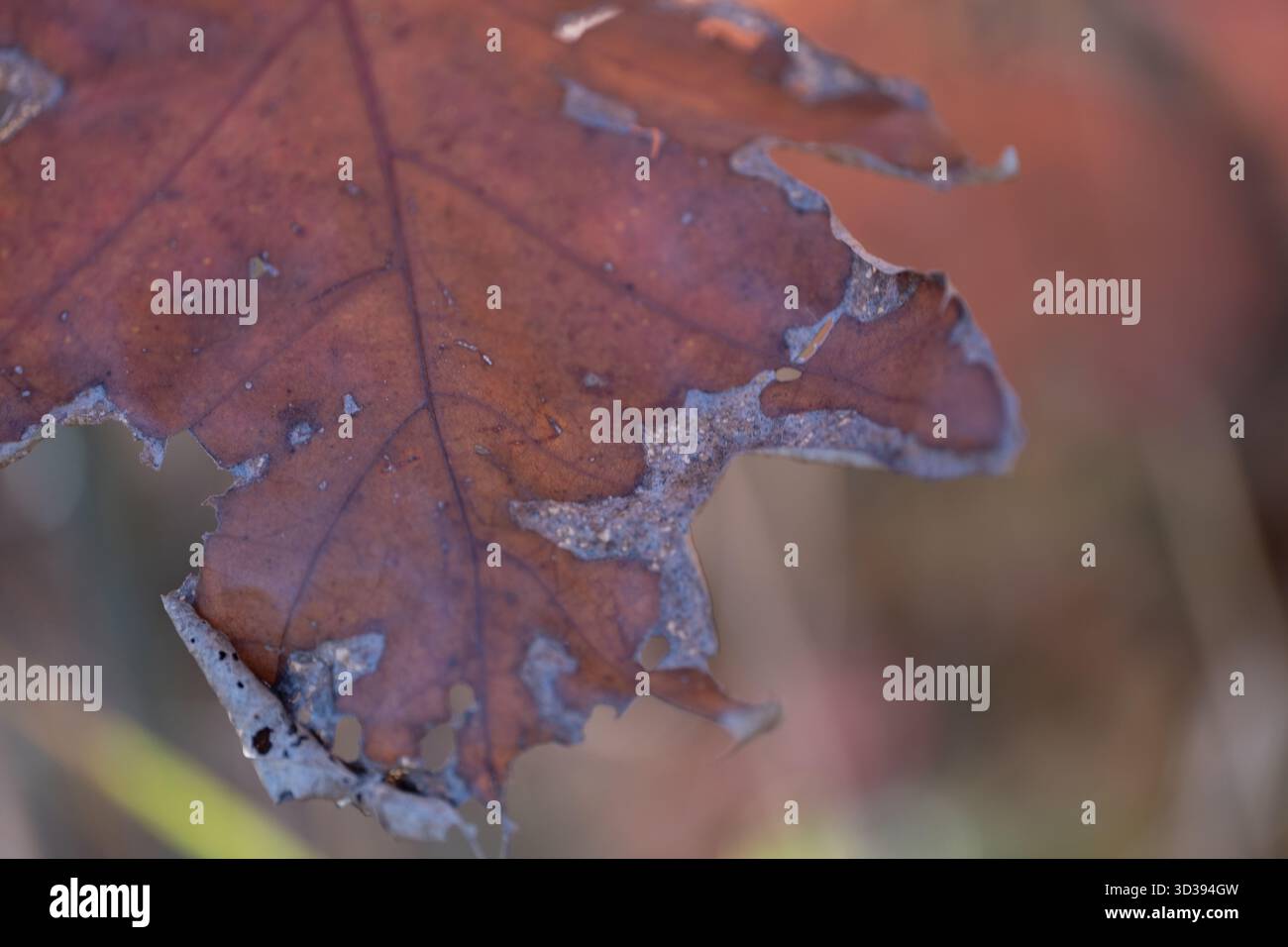 Immagine macro di una foglia di quercia affetta da malattie fungine e decadimento dei tessuti. I bordi danneggiati visibili, lo scolorimento e la rottura strutturale offrono una chiara visibilità Foto Stock