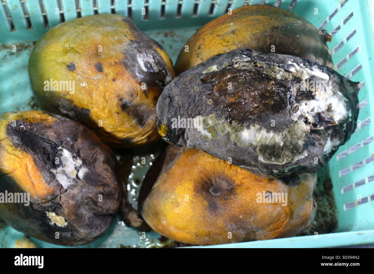 Mucchio di frutta di mango marcire a causa di una malattia fungina, probabilmente antracnosi o muffa in polvere, antracnosio è una malattia fungina comune che colpisce il mango Foto Stock