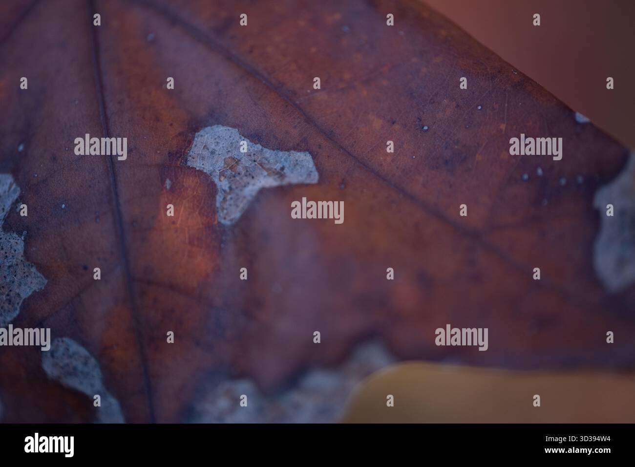 Foto macro di una foglia di quercia malata con danni fungini e decadimento del tessuto visibile. L'immagine illustra i sintomi importanti per la manutenzione del giardino, albero Foto Stock