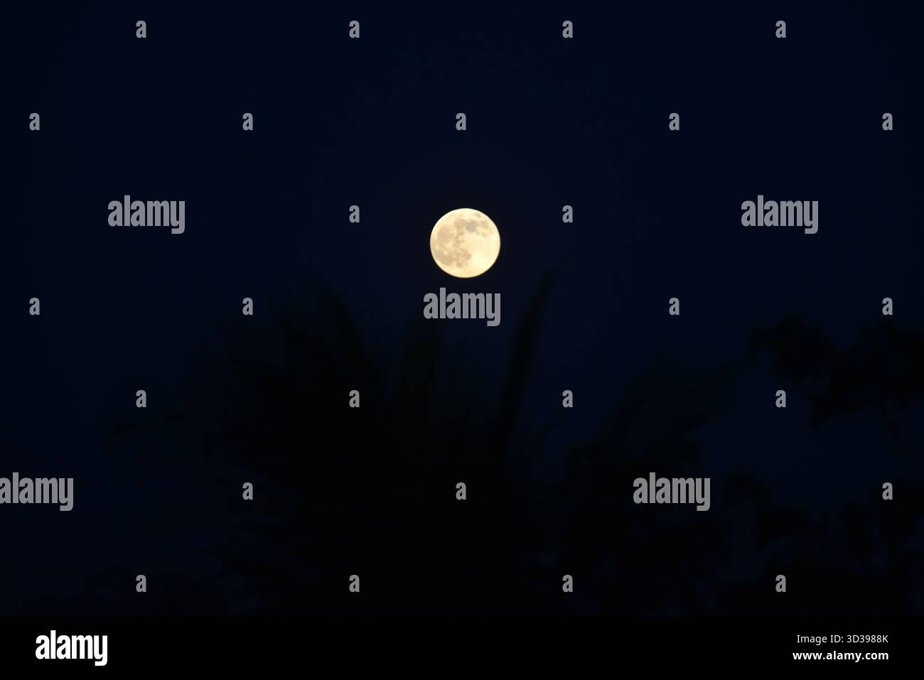 Siliguri, Bengala Occidentale, India. 5 novembre 2025. La Luna dei castori si innalza nel cielo a Siliguri in occasione del Guru Purnima. (Credit Image: © Diptendu Dutta/ZUMA Press Wire) SOLO PER USO EDITORIALE! Non per USO commerciale! Foto Stock