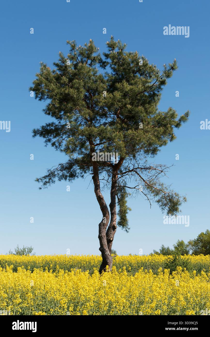 Paesaggio primaverile con colza, albero e cielo blu Foto Stock