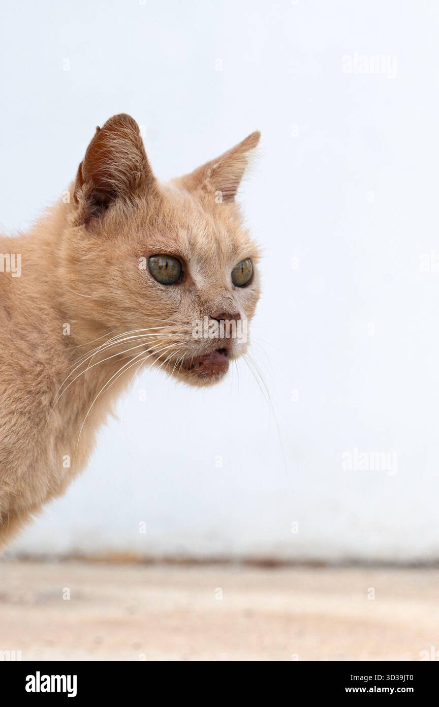 Attacco per la preparazione del gatto, felino predatorio in stato di quiete, gatto teso fissato alla preda, felino di allerta pronto a saltare sul bersaglio, colpo dinamico che cattura il gatto Foto Stock