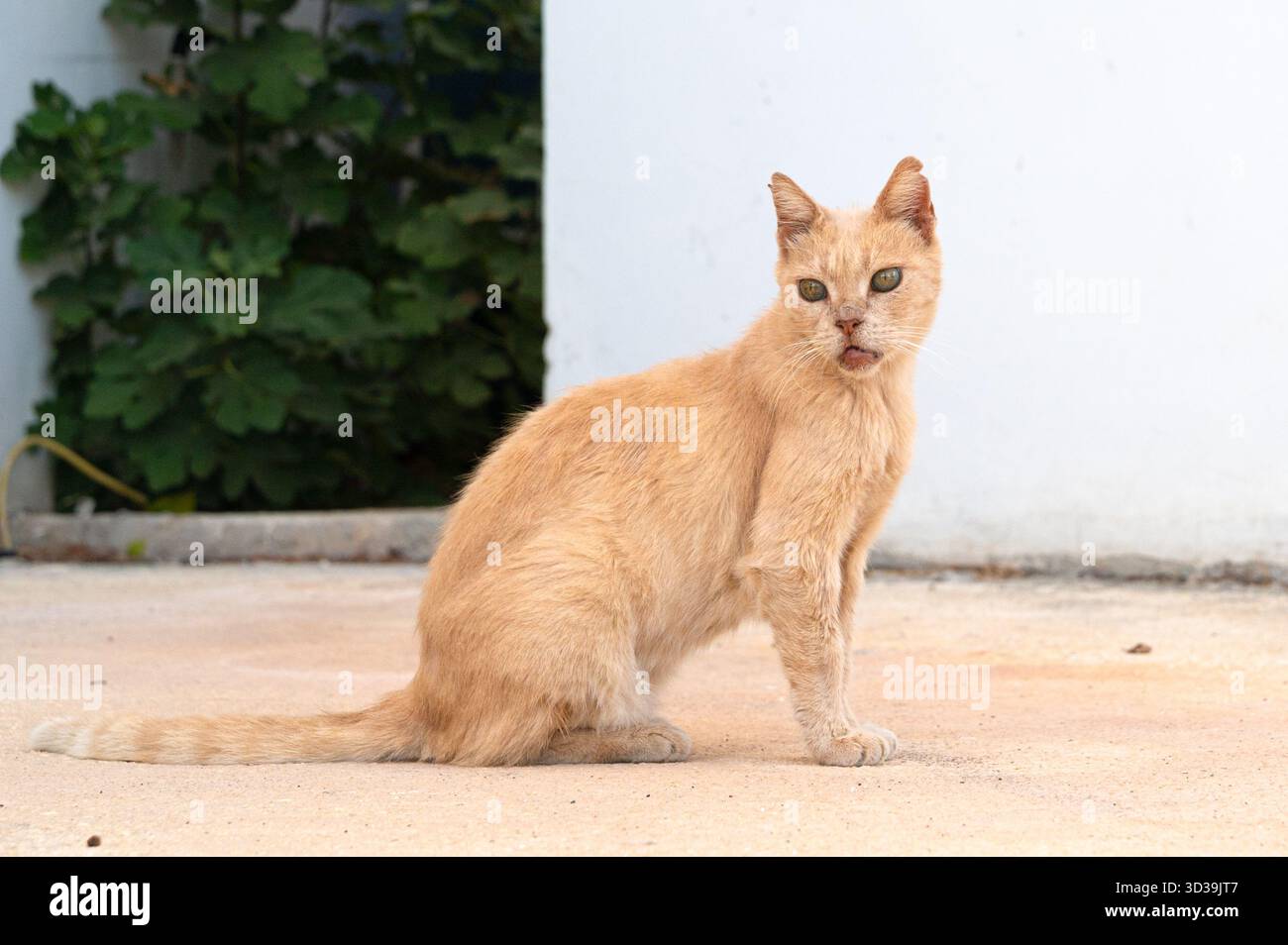 Un'attenta passeggiata in felino seduto in mezzo all'ambiente della città in attesa dei pedoni, un piacevole vagabondo di zenzero che si affaccia dall'ombra sul vivace marciapiede Foto Stock