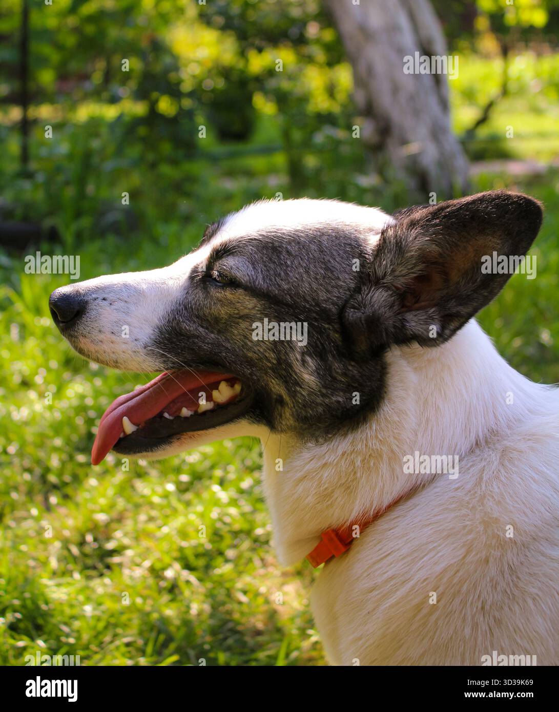 Bianco e nero un cane husky mescolato con un husky con eterocromia cane Husky con la bocca aperta. Foto Stock