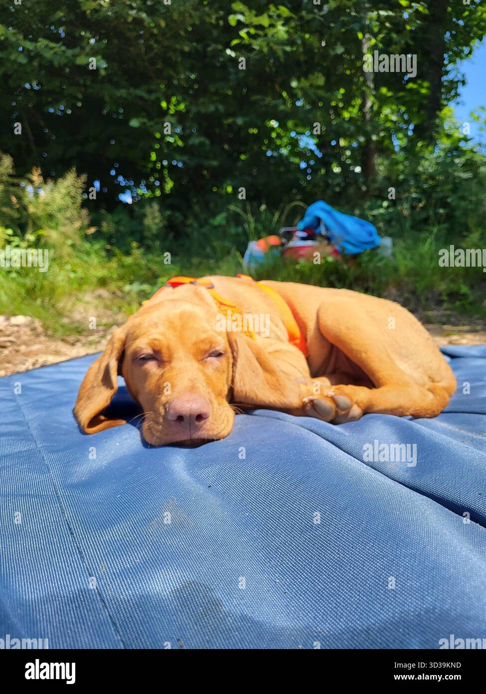Simpatico cucciolo ungherese Vizsla che dorme su una coperta vicino alla spiaggia con cespugli verdi sullo sfondo Foto Stock