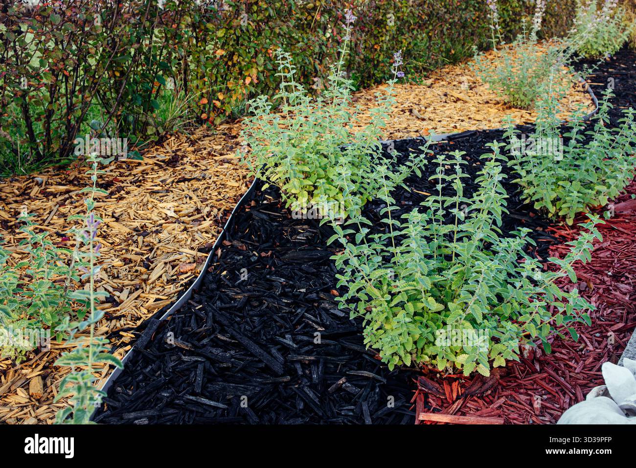 Aiuole di fiori paesaggistiche con vari colori di pacciame di legno - nero, rosso e giallo - con fiori e cespugli che crescono all'aperto. Foto Stock