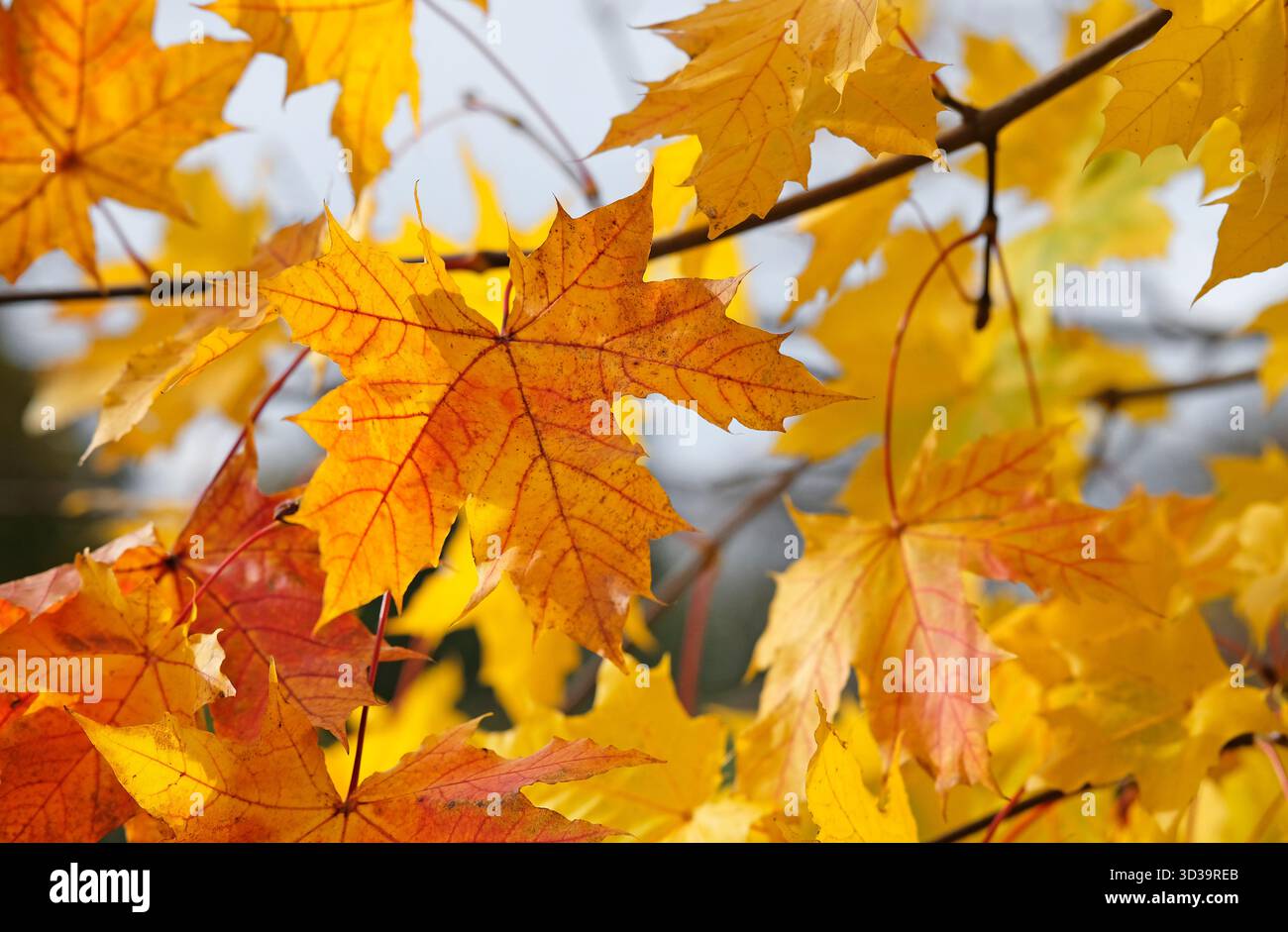 foglie autunnali di sicomoro giallo dorato sull'albero, norfolk, inghilterra Foto Stock