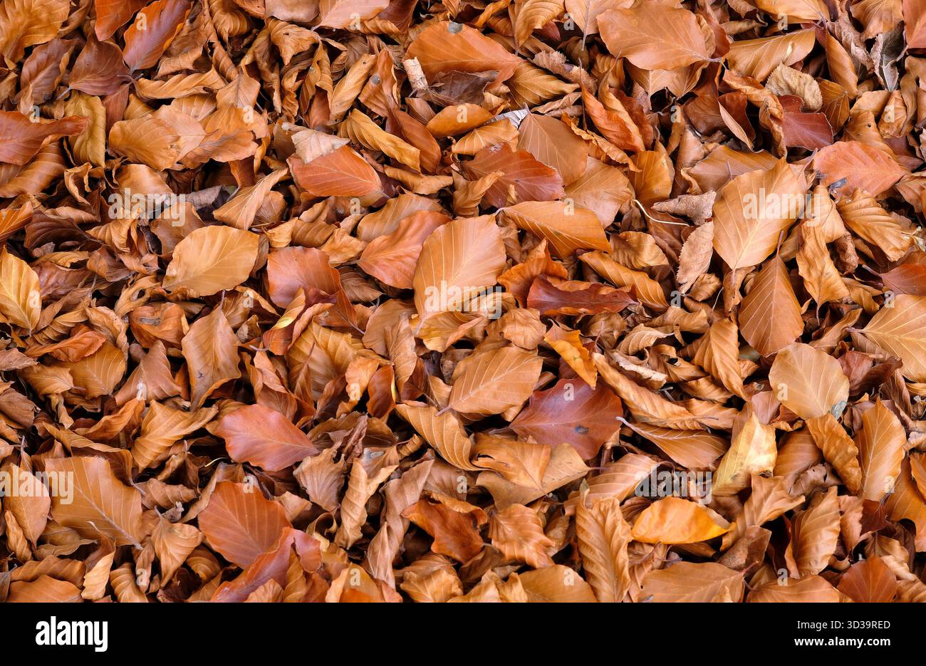 foglie di faggio marrone a terra, norfolk, inghilterra Foto Stock