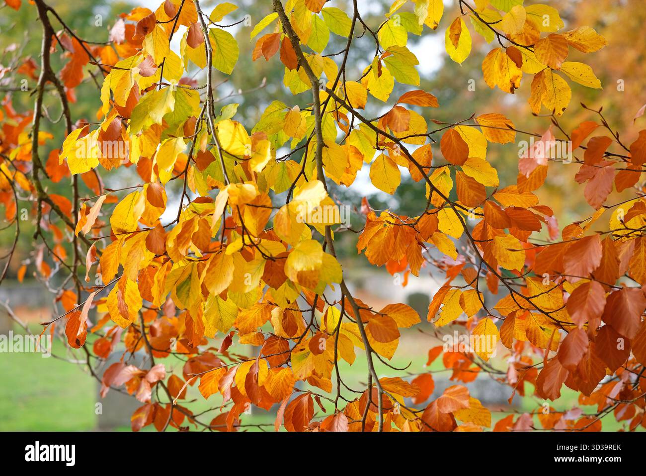 foglie di faggio autunnali colorate sull'albero, norfolk, inghilterra Foto Stock