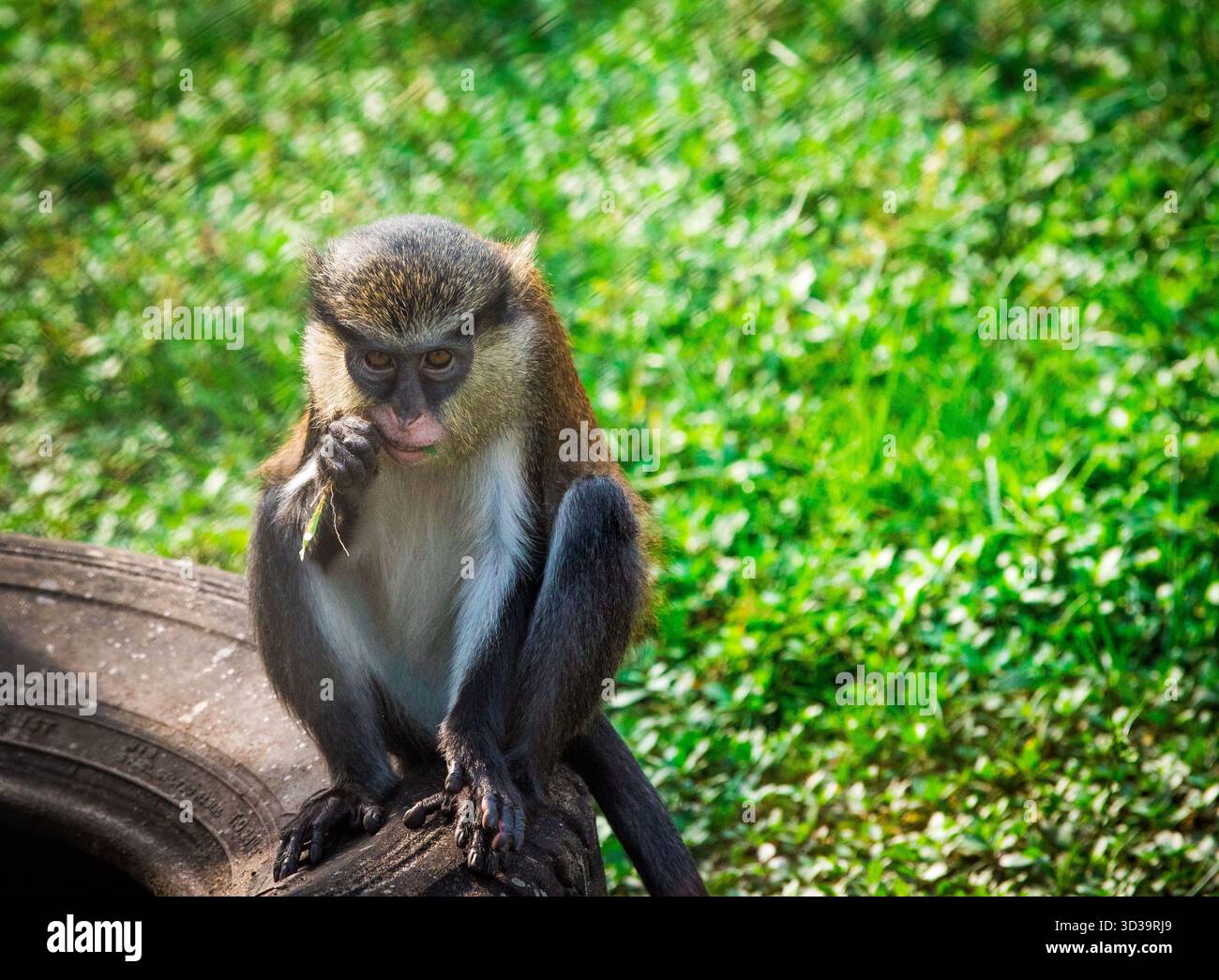 Una curiosa scimmia mona si siede su una vecchia gomma, robinando un pezzo di erba all'interno del suo recinto dello zoo Foto Stock