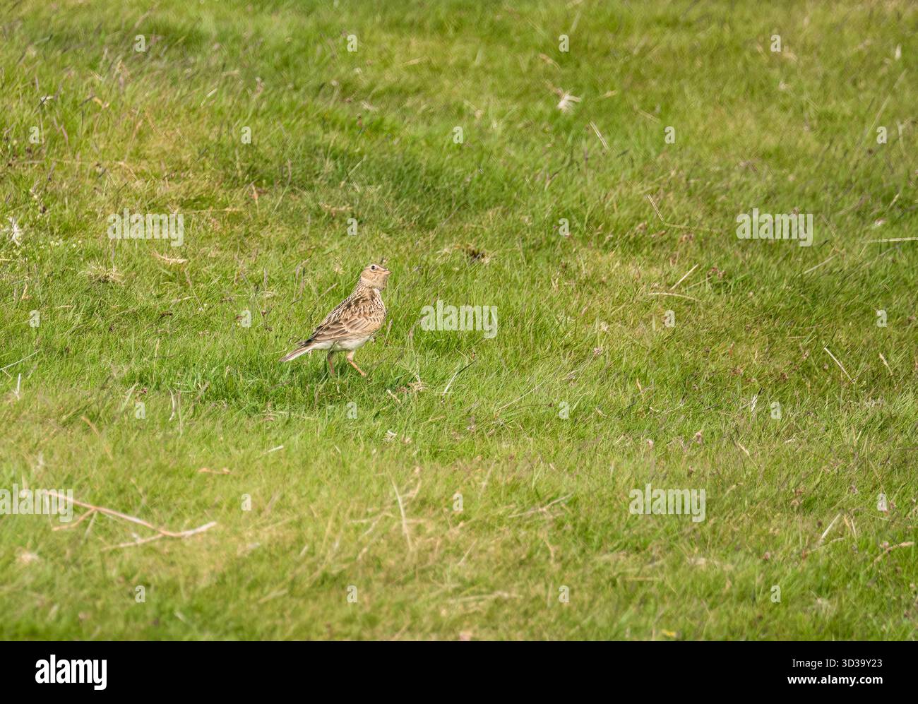 Skylark per adulti (Alauda arvensis) con un divertente sguardo verso il cielo Kington Herefordshire Inghilterra Regno Unito. Maggio 2025 Foto Stock