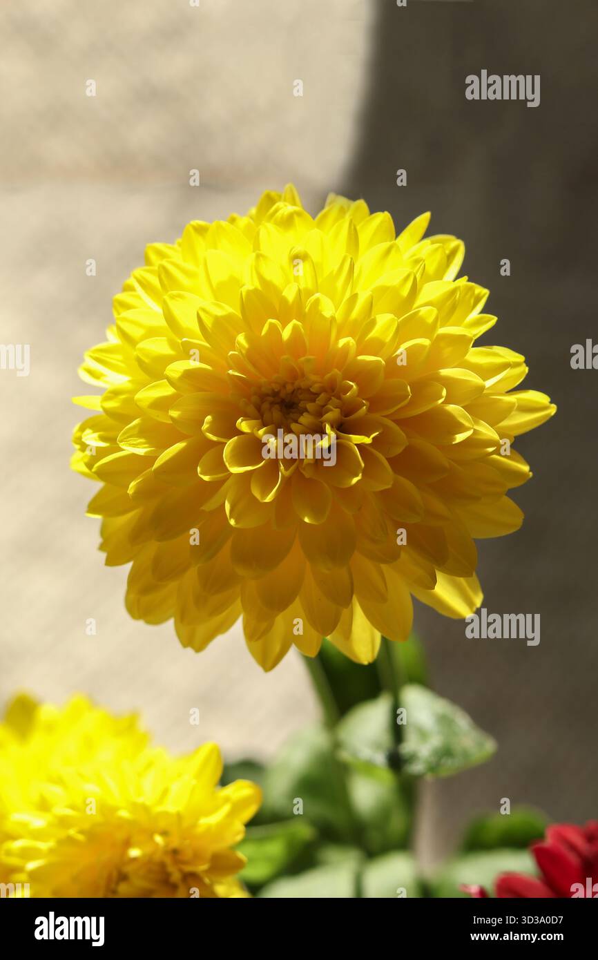Foto macro di un bouquet di crisantemo con una forte messa a fuoco selettiva. Petali morbidi, delicati toni pastello e sfondo sfocato da sogno Foto Stock