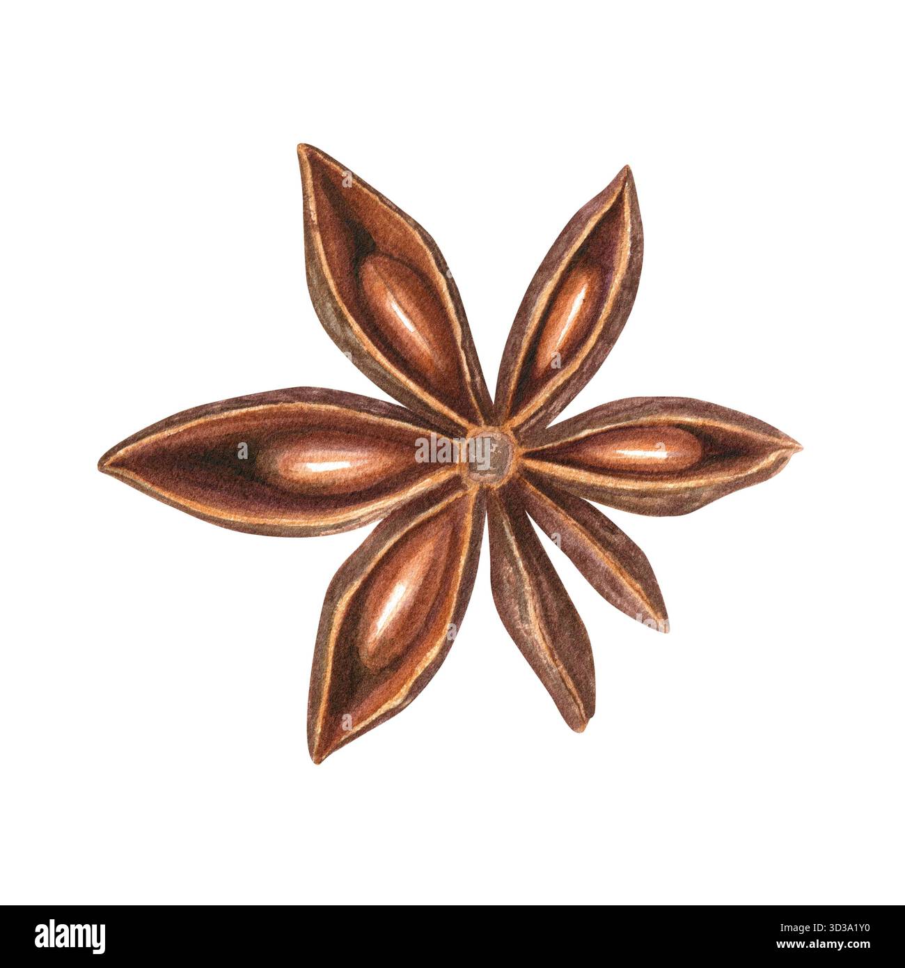 Illustrazione aromatica ad acquerello a stella con anice stellato essiccato su sfondo isolato. Vista dall'alto. Condimento asiatico con cialde badiano per cucinare la ricetta invernale Foto Stock
